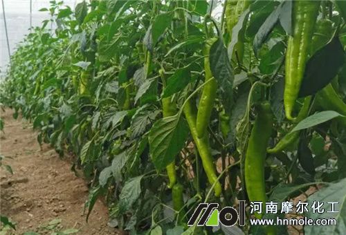 大棚辣椒水溶肥選擇 大棚辣椒水溶肥選擇