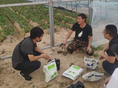 草莓種植戶咨詢用肥現場5 草莓種植戶咨詢用肥現場5