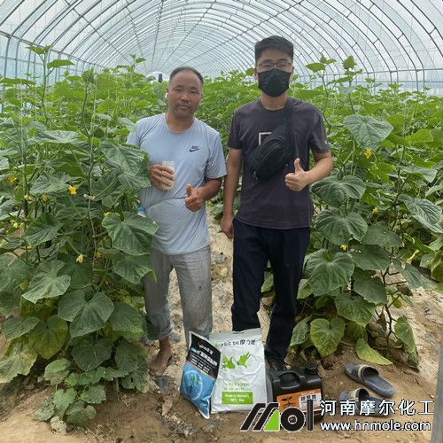 摩爾黃瓜試驗田3 摩爾黃瓜試驗田3