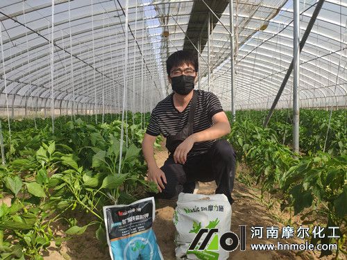 種植戶大棚辣椒長(zhǎng)勢(shì) 種植戶大棚辣椒長(zhǎng)勢(shì)