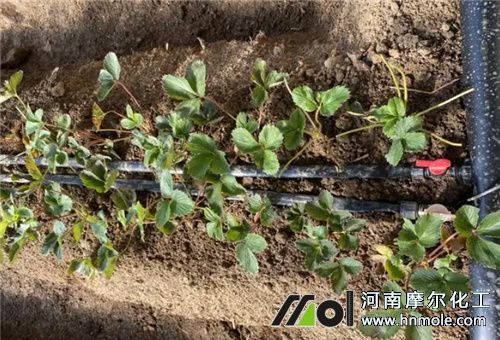 有機硅水溶肥滴灌使用 有機硅水溶肥滴灌使用