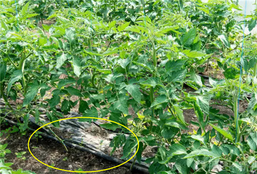 菜苗滴灌施肥 菜苗滴灌施肥