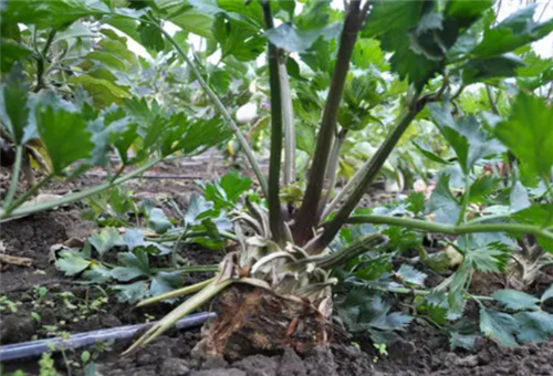 葉菜苗滴灌施肥 葉菜苗滴灌施肥