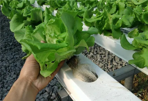 葉菜施肥方式 葉菜施肥方式