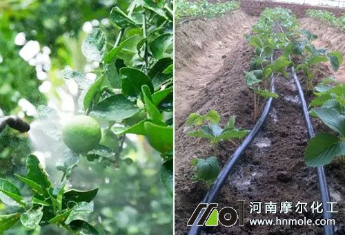 edta鈣和糖醇鈣肥選擇 edta鈣和糖醇鈣肥選擇