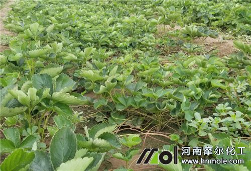 時令草莓種植季節 時令草莓種植季節