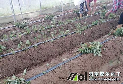 一畝地草莓種植數 一畝地草莓種植數