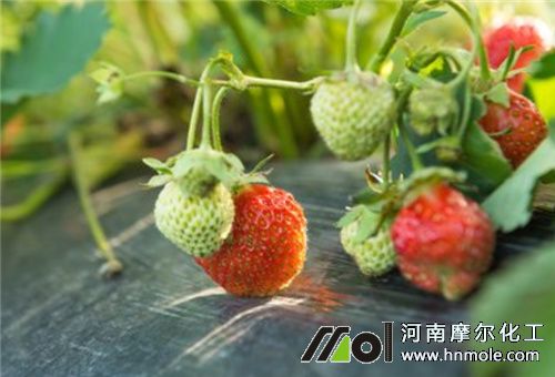 一畝草莓灌水溶肥量 一畝草莓灌水溶肥量