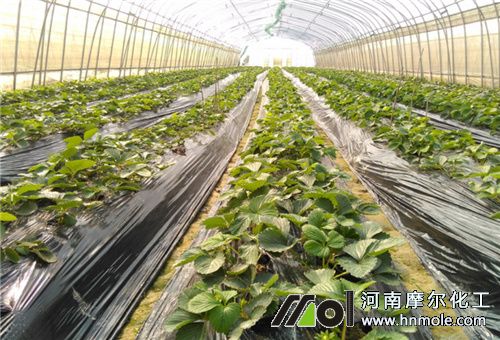 大棚草莓種植季節 大棚草莓種植季節