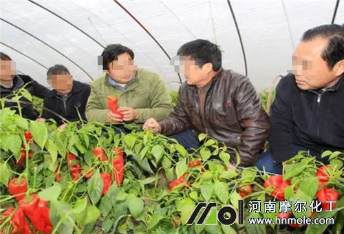 農技師田間指導 農技師田間指導