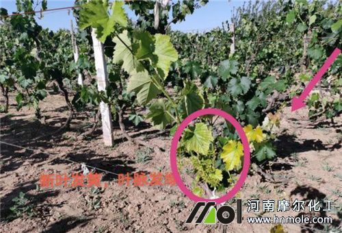 葡萄葉子發黃原因 葡萄葉子發黃原因