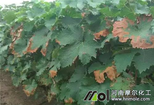 葡萄缺素葉子發黃 葡萄缺素葉子發黃
