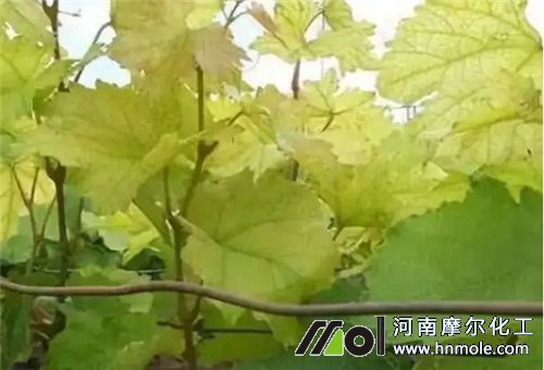 葡萄藥害葉子發黃 葡萄藥害葉子發黃
