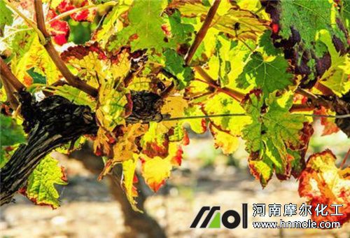 葡萄病害葉子發黃 葡萄病害葉子發黃