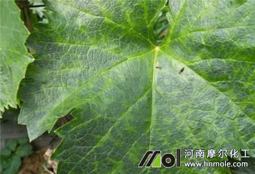 葡萄肥害葉子發黃 葡萄肥害葉子發黃