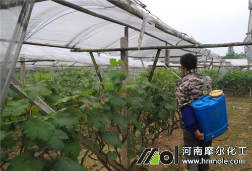 葡萄葉子發黃防治 葡萄葉子發黃防治