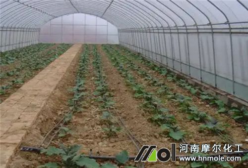 溫室追肥間隔 溫室追肥間隔