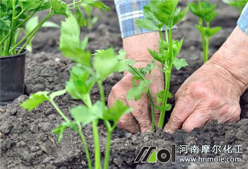 芹菜施水溶肥方法 芹菜施水溶肥方法