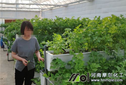 芹菜種植要點 芹菜種植要點