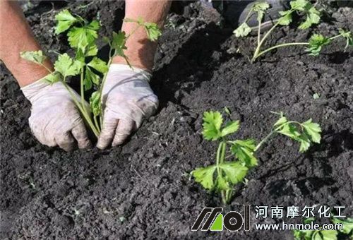 芹菜種植要點 芹菜種植要點