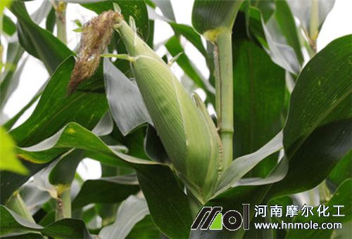 玉米水溶肥怎么放 玉米水溶肥怎么放