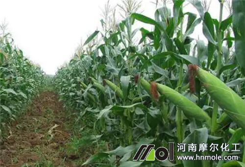 玉米水溶肥怎么放 玉米水溶肥怎么放