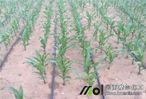 水溶肥在地里肥效 水溶肥在地里肥效