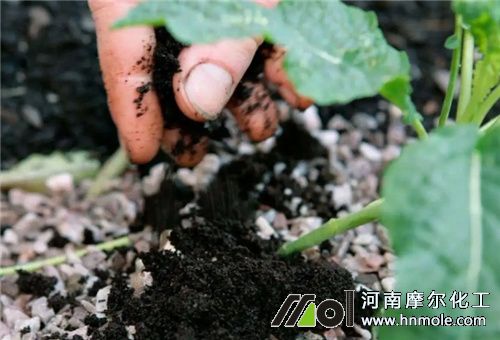 草木灰撒施 草木灰撒施