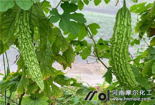 苦瓜壯果期 苦瓜壯果期