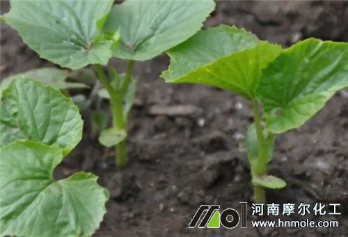 苦瓜苗期 苦瓜苗期