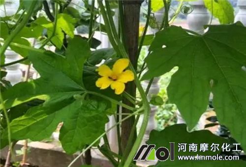 苦瓜開花期 苦瓜開花期