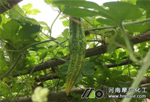 提高苦瓜吸肥方法 提高苦瓜吸肥方法