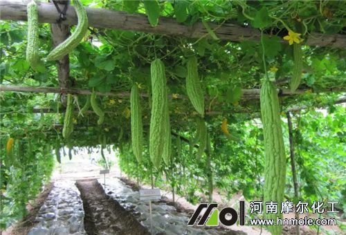 種苦瓜施肥 種苦瓜施肥