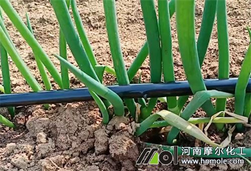 大蔥忌用肥料 大蔥忌用肥料