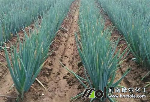 蔥粗壯施肥方法 蔥粗壯施肥方法