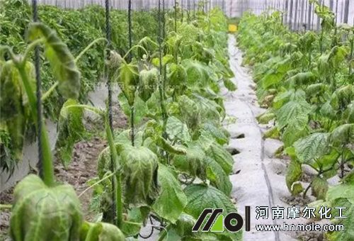 黃瓜凍害問(wèn)題 黃瓜凍害問(wèn)題