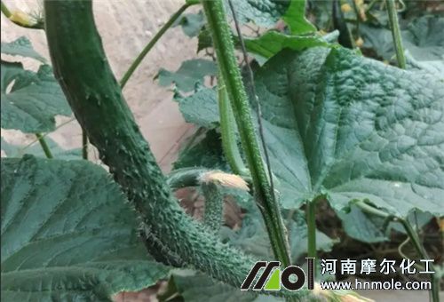 黃瓜太細(xì)原因 黃瓜太細(xì)原因