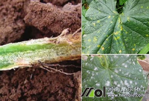 黃瓜常見(jiàn)病害 黃瓜常見(jiàn)病害