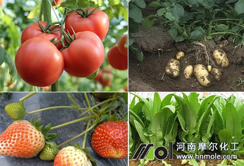 魚蛋白適用作物 魚蛋白適用作物