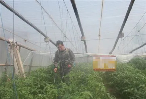 糖醇肥料噴施 糖醇肥料噴施