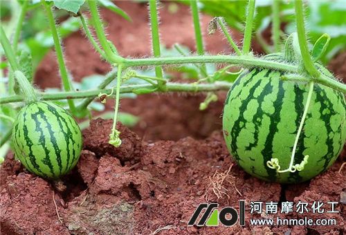 水果用魚蝦蛋白肥好處 水果用魚蝦蛋白肥好處
