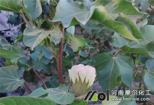 棉花經濟作物用魚蛋白好處 棉花經濟作物用魚蛋白好處