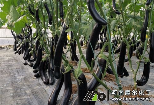 茄子用魚蛋白好處 茄子用魚蛋白好處