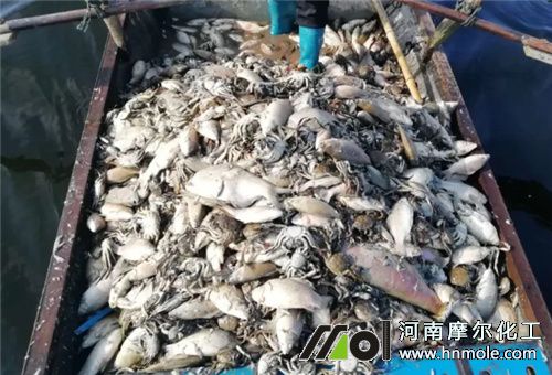 魚蝦蛋白原料 魚蝦蛋白原料