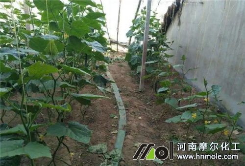 魚蛋白高效用法 魚蛋白高效用法