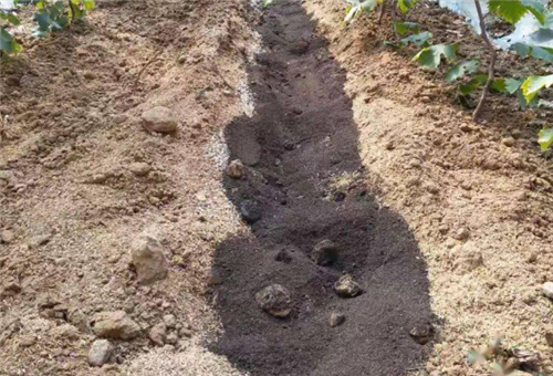 酶解魚蛋白基肥補(bǔ)充 酶解魚蛋白基肥補(bǔ)充