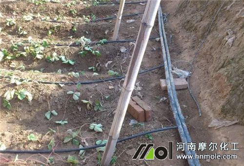 酶解魚蛋白滴灌 酶解魚蛋白滴灌