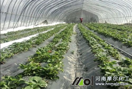 水溶肥一畝地用量 水溶肥一畝地用量