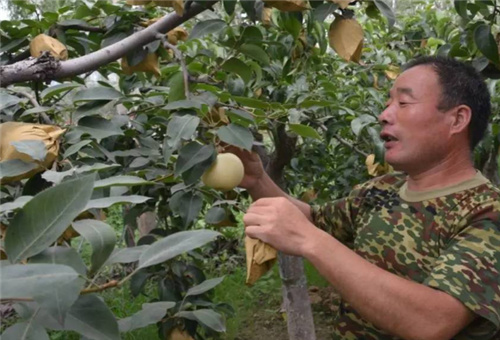 糖醇鈣作用 糖醇鈣作用