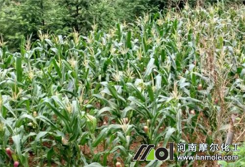 糖醇鐵適用作物 糖醇鐵適用作物